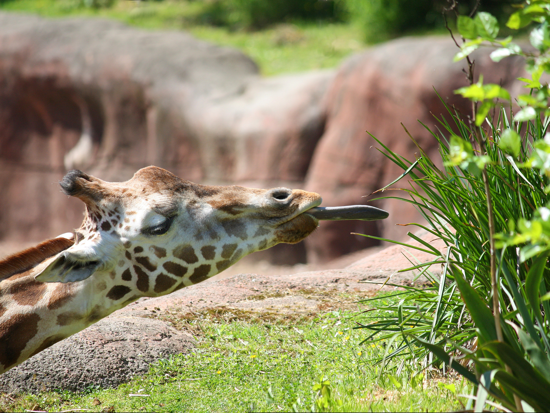 GaiaZOO-de-Giraffen-116-1.jpg